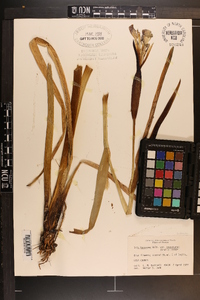 Iris hexagona var. savannarum image