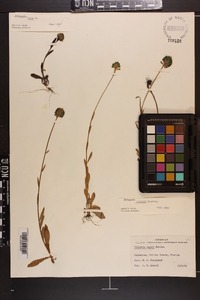 Polygala rugelii image