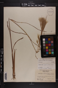 Andropogon glomeratus var. glomeratus image