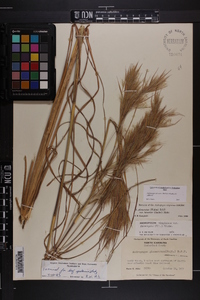 Andropogon glomeratus image