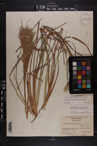 Andropogon glomeratus var. glomeratus image