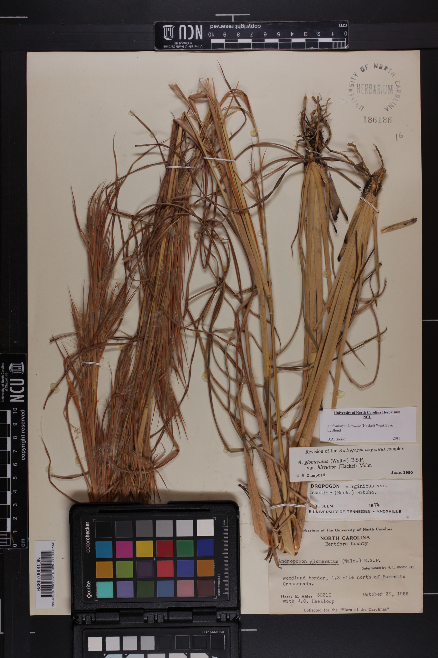 Andropogon glomeratus var. hirsutior image