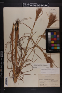 Andropogon glomeratus image