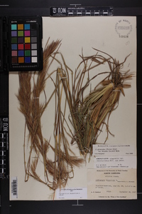 Andropogon glomeratus var. hirsutior image