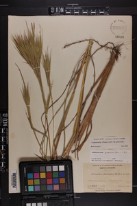 Andropogon glomeratus var. glomeratus image