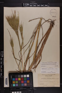 Andropogon glomeratus image