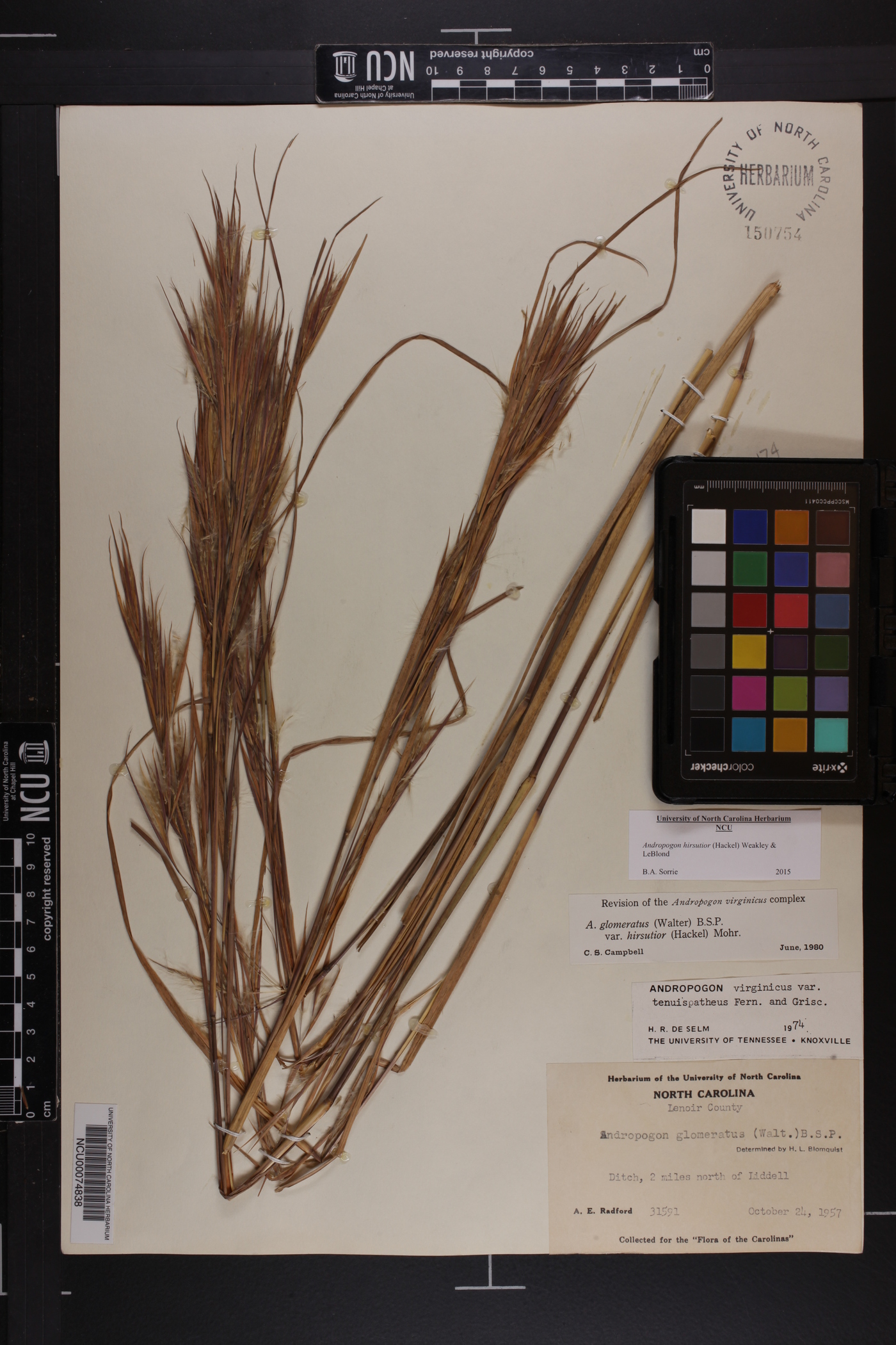 Andropogon glomeratus var. hirsutior image