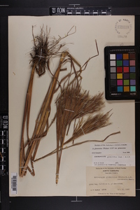 Andropogon glomeratus image