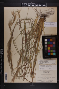 Andropogon glomeratus var. hirsutior image