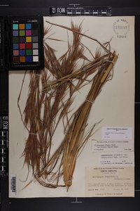 Andropogon glomeratus var. hirsutior image