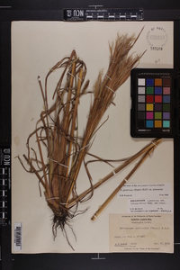 Andropogon glomeratus image