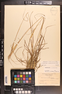 Andropogon gyrans image