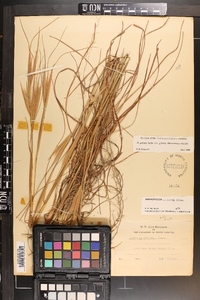 Andropogon gyrans var. gyrans image