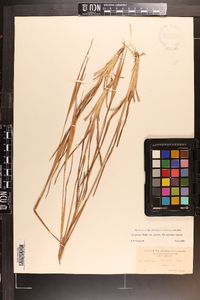 Andropogon gyrans var. gyrans image