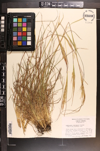 Andropogon gyrans var. gyrans image