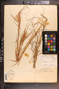 Andropogon gyrans var. gyrans image