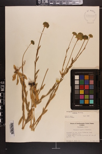 Polygala rugelii image