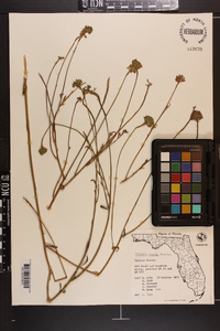 Polygala rugelii image