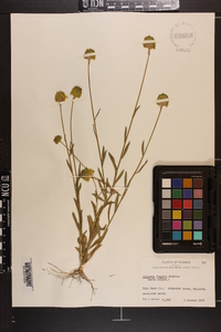 Polygala rugelii image