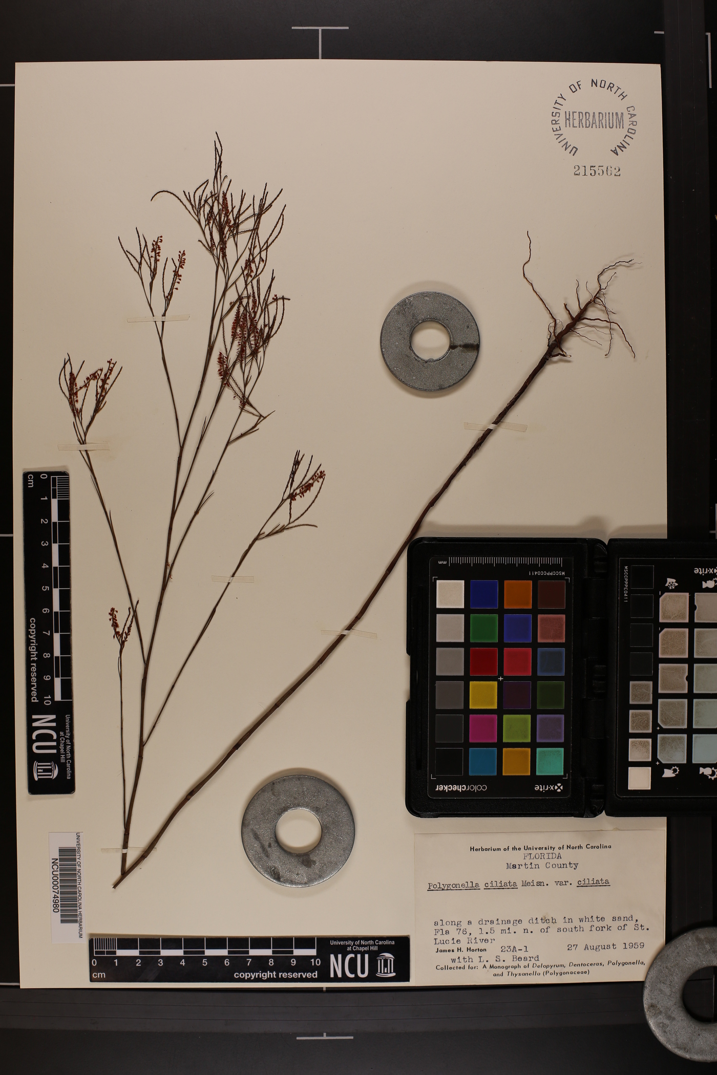 Polygonella ciliata image