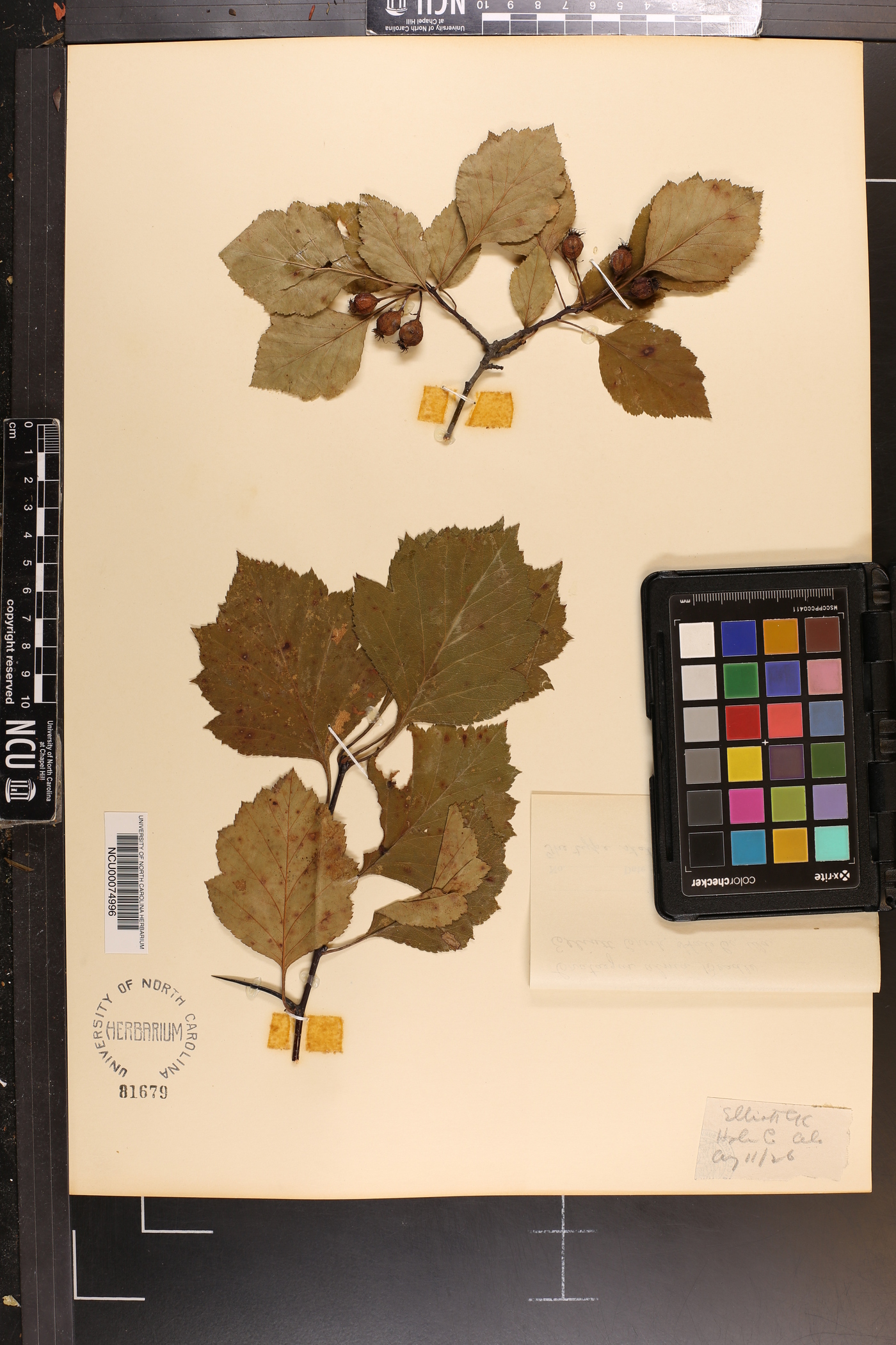 Crataegus alma image