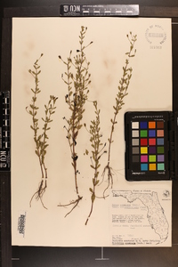 Mecardonia acuminata image