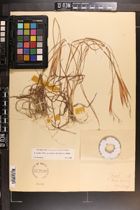 Andropogon gyrans var. gyrans image