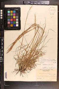 Andropogon perangustatus image