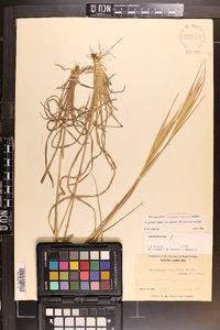 Andropogon gyrans image