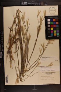 Andropogon ternarius image