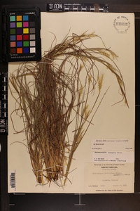 Andropogon ternarius image