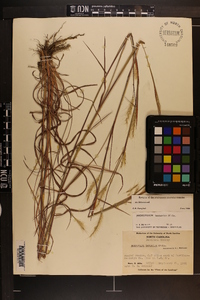 Andropogon ternarius image