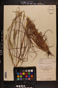 Andropogon ternarius image