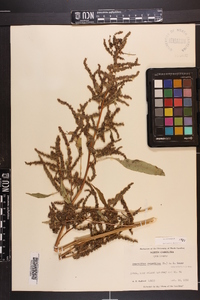 Amaranthus cannabinus image