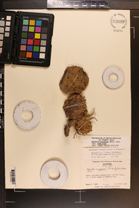Opuntia humifusa var. humifusa image