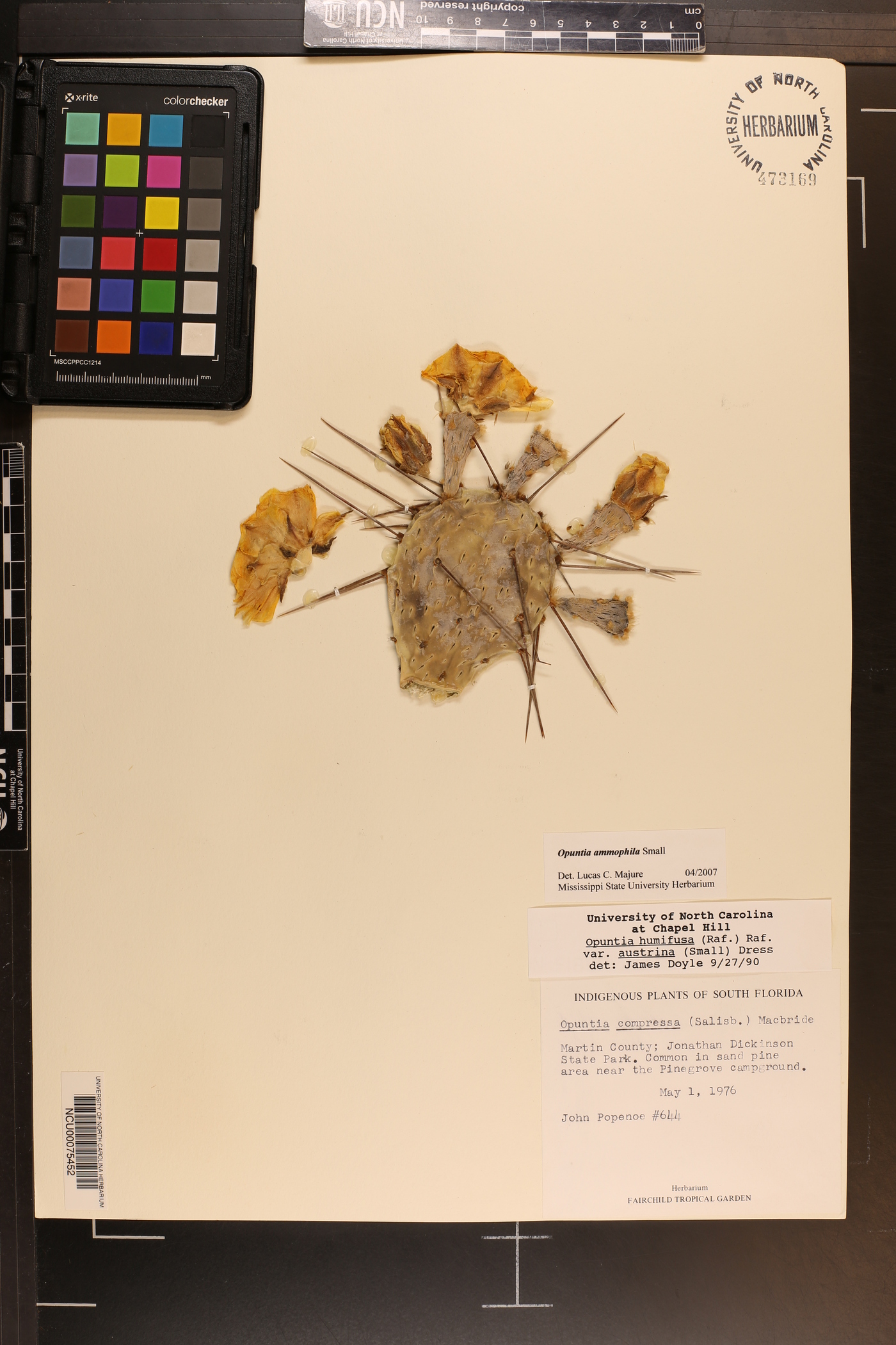 Opuntia ammophila image