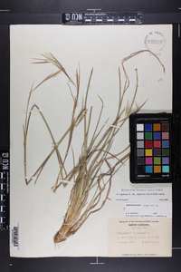 Andropogon virginicus var. virginicus image