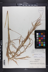 Andropogon virginicus var. virginicus image