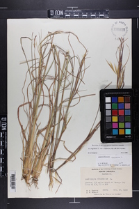 Andropogon virginicus var. virginicus image