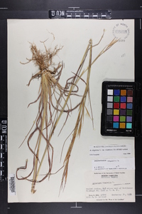 Andropogon virginicus var. virginicus image