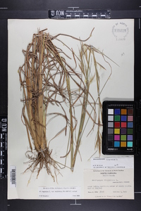 Andropogon virginicus var. virginicus image