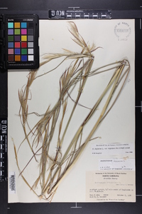 Andropogon virginicus var. virginicus image