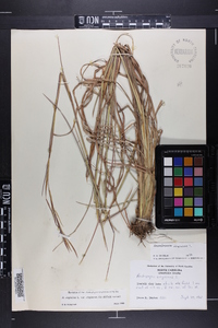 Andropogon virginicus var. virginicus image