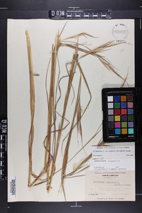 Andropogon virginicus var. virginicus image