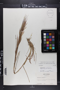 Andropogon virginicus var. virginicus image