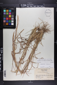 Andropogon virginicus var. virginicus image