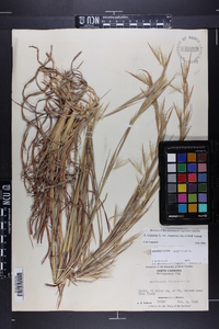 Andropogon virginicus var. virginicus image