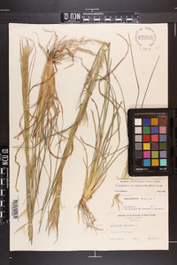 Andropogon virginicus var. virginicus image