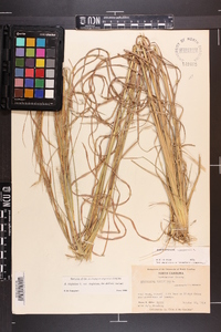 Andropogon virginicus var. virginicus image