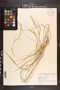 Andropogon virginicus var. virginicus image